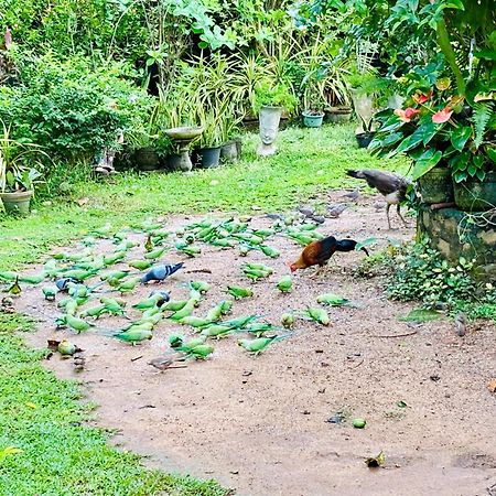 Bird House Homestays Tangalle Εξωτερικό φωτογραφία