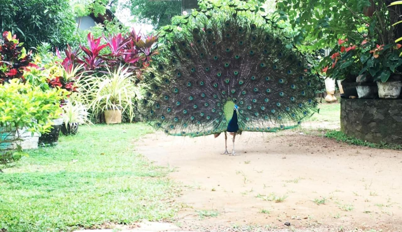 Bird House Homestays Tangalle Εξωτερικό φωτογραφία